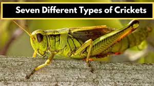 Crickets are orthopteran insects which are related to bush crickets, and, more distantly, to grasshoppers. Cricket Insect Seven Different Types Of Crickets Youtube