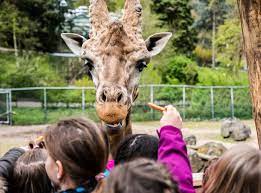 Unterhaltung, zoologischer garten, unterhaltungskünstler, zoo, kulturwirtschaft, tierpark, streichelzoo, kinder, kultur, freizeit, forschung, unterhaltung und öffentliche einrichtungen, tiere. Saarland Neunkircher Zoologischer Garten Gmbh