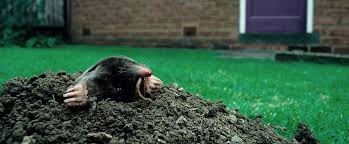 Hp3 auf insight deutscher mars maulwurf bohrt wieder der. Deutsche Wildtier Stiftung Maulwurf