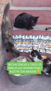 💚DESEAMOS QUE HAYAN PASADO UNA FELIZ NAVIDAD TODOS NUESTROS ÁNGELES QUE  NOS AYUDAN SIEMPRE Y TAMBIÉN NUESTROS SEGUIDORES QUE NOS APOYAN EN ESTA  ARDUA LABOR😺🎄‼️, Les enviamos un fuerte abrazo y ...