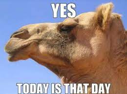 So however we have managed to get best collection of funniest memes of cats to wish happy birthday. 90 Hump Day Ideas In 2021 Hump Day Hump Day Quotes Hump