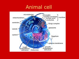 The nucleus contains most of a cell's dna. Unit B Cell Structure Animal Cell Liver Cell Cell Membrane Ppt Download