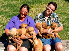Golden retriever, litter of 11 puppies, a total of 7 girls and 4 boy golden retriever puppys. Liberty Haven Ranch Puppies