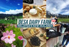 Desa cattle dairy farm is a dairy farm located at the foot of mount kinabalu in kundasang valley, sabah, malaysia owned by the desa cattle s. Enjoy A Piece Of New Zealand At Desa Dairy Farm In Kundasang Sabah Johor Now