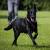 Short Hair Mahogany Belgian Shepherd