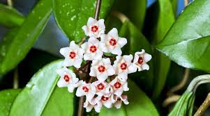 Image result for hoya plant flower