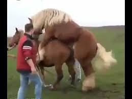Kuda poni (pony ) , adalah kuda yang termasuk jarang pemiliknya. Download Nonton Kuda Kawin Antara Tertawa Bahagia Dan Gimana Gituuu Mp4 Mp3 3gp Naijagreenmovies Fzmovies Netnaija