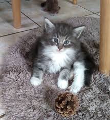 No download, no setup & no registration needed. Elevage Du Chatterie Gave Eleveur De Chats Norvegien