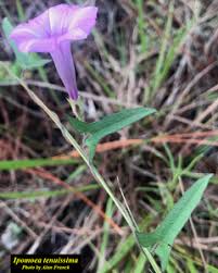 Image result for Ipomoea tenuirostris