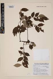 Image result for Grewia olukondae