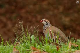 Image result for Alectoris rufa