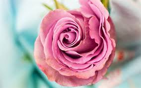 Possiamo stampare anche in grandi formati da 150x500cm a 260x1500cm garantendo una qualità d'immagine eccezionale. Scarica Sfondi 4k Rosa Bocciolo Close Up Fiori Rose Per Desktop Libero Immagini Sfondo Del Desktop Libero