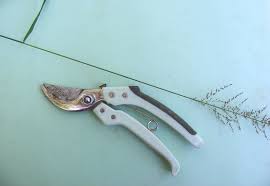 Image result for Setaria lindenbergiana