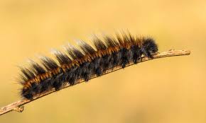 As the caterpillars feed on poisonous ragwort leaves, their body stores the alkaloid poison and passes this on through to chrysalis and finally to the moth. Fox Moth