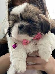 We did not find results for: Shih Tzu Puppies For Adoption In Virginia Home Facebook