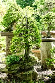 Besuch Bei Walter Pall Bonsai Baum Asiatischer Garten Garten