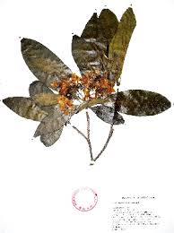 Image result for Tabernaemontana inconspicua