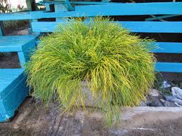 Image result for Psilotum nudum