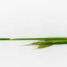 Image result for Euclasta