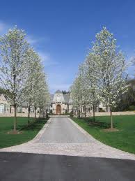 Paper birch tree and maple trees line a farm driveway a cypress tree lined driveway at a farm near montalcino in. Pear Trees Houzz
