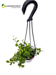We did not find results for: Jade Plant Hanging Hanging Flower Planter à¤²à¤Ÿà¤•à¤¨ à¤µ à¤² à¤—à¤®à¤² Mylandscaping Solutions Private Limited Hyderabad Id 21883634173