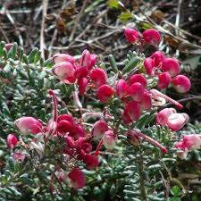 Image result for Grevillea