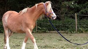 Maybe you would like to learn more about one of these? Introduction To Lunging Good Horse