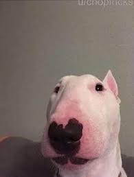 As a young boy, walter. Walter The Dog Animal Jokes Dog Memes Weird Animals