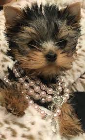 Elegance Personality Conformation Are Attributes Of A Radford Yorkshire Terrier 540 986 1604 Yorkshire Terrier Puppies Yorkshire Terrier Terrier
