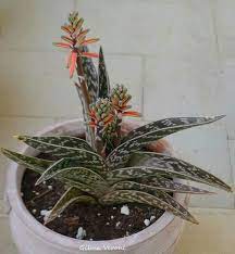 Aloe Variegata Aloe Plant House Plants Cactus And Succulents