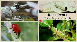 Chewing mouthparts leave noticeable holes in leaves, wood, or fruit. Rose Pests Identification And Organic Controls For The Landscape