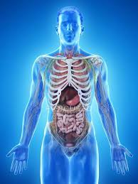 Maybe you would like to learn more about one of these? Realistic Human Body Model Showing Male Anatomy With Internal Organs Behind Ribs Digital Illustration Intestines Liver Stock Photo 308617310