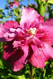 Image result for Hibiscus syriacus Violet Clair Double