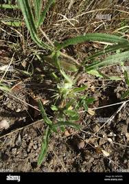 Image result for Blepharis diversispina