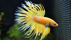 Related Image Betta Fish Types Betta Halfmoon Betta