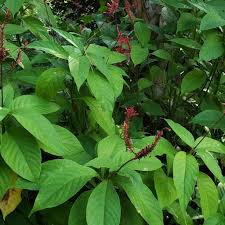 A few hours of morning sun is ideal. Discover The Best Plants For Gardens In Deep Shade