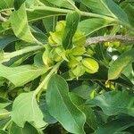 Image result for Combretum kraussii