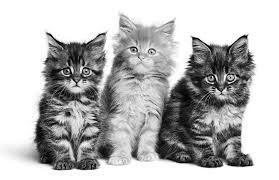 Ingin tahu makanan kucing persia agar cepat gemuk dan sehat? Makanan Anak Kucing Paling Disyorkan Untuk Tumbesaran Sihat