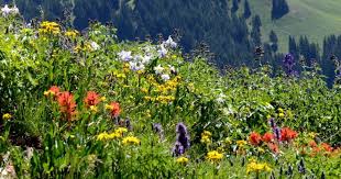 Certain types of roses can survive and even thrive in the harsh arizona weather. Seeds Of Climate Change Wildflowers Blooming Longer