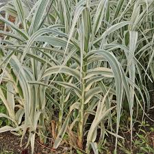 Image result for Arundo