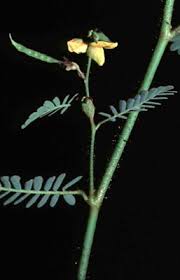 Image result for Aeschynomene abyssinica