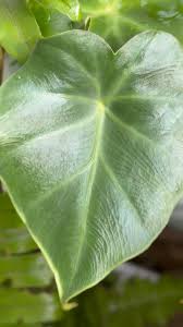 Image result for Remusatia