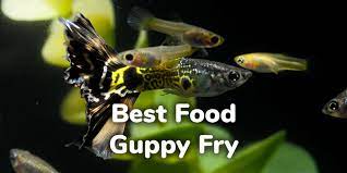 5 Best Food For Guppy Fry