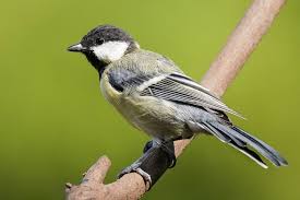 Image result for Kohlmeise vogelhouse