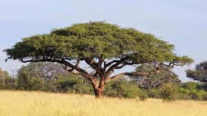 Image result for Acacia