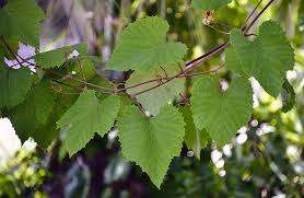 Maybe you would like to learn more about one of these? Wild Grape Vine Photograph By Denise Lash