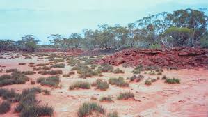 Image result for Halosarcia