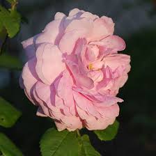 Nominated new rose of the world in the 1952 american rose yearbook, it has been selected by eugene s. 25 Most Beautiful Pink Roses In The World