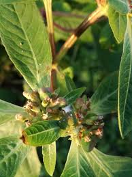 Image result for Euphorbia heterophylla