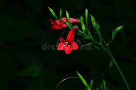 Image result for Ruellia brevifolia